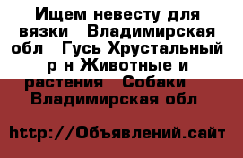 Ищем невесту для вязки - Владимирская обл., Гусь-Хрустальный р-н Животные и растения » Собаки   . Владимирская обл.